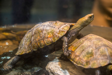 two Japanese pond turtle. 
It is a species of turtle in the family Geoemydidae endemic to Japan.
Its population has decreased somewhat due to habitat loss