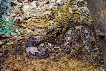 The Gaboon viper (Bitis gabonica) is a viper species found in the rainforests and savannas of...