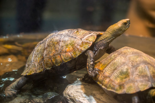 two Japanese pond turtle. 
It is a species of turtle in the family Geoemydidae endemic to Japan.
Its population has decreased somewhat due to habitat loss