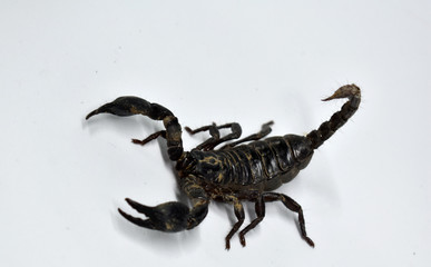 A large black scorpion isolated on a white background