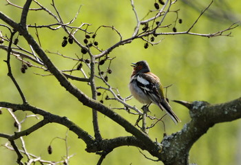A male Finch (Fringilla coelebs) sings a song sitting on an alder branch on a spring may morning. Moscow region. Russia.