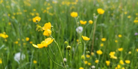 field of yellow dandelions