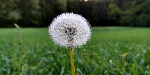 dandelion on the grass