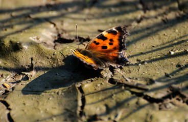 Fototapeta na wymiar A large Tortoiseshell butterfly (Nymphalis polychloros) sits on the wet ground from a dried puddle. Moscow region. Russia.