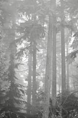 Fototapeta na wymiar Trees in foggy woods