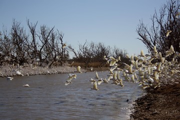 Birds in the Simpson Desert.