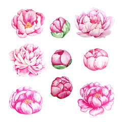 six watercolor pink peonies and three buds