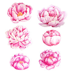six watercolor pink single peonies
