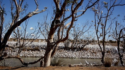 Birds in the Simpson Desert.