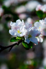 Apple branch with beautiful flowers