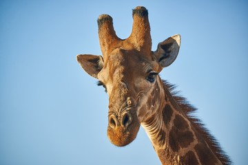 Obraz premium A Giraffe's head in close up, looking directly at the Photographer on a Game drive in South Africa in the Dry Season.