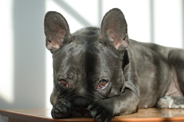 beautiful black french bulldog posing for the camera