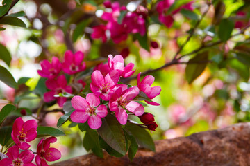 Pink apple tree Malus flower close up