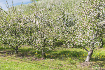 Row of orchard apple trees in bloom in springtime in Okanagan Valley