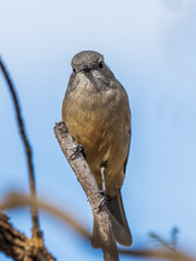 The female Australian Golden Whistler (Pachycephala pectoralis) is has pale grey/brown plumage with a pale yellow front.