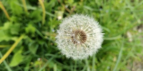 dandelion seed head