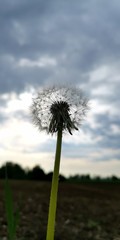 dandelion against blue sky