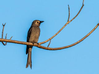 Ashy Drongo (Dicrurus leucophaeus) perched on a branch. The name Ashy comes from the greyish‐ashy color of its feathers. 