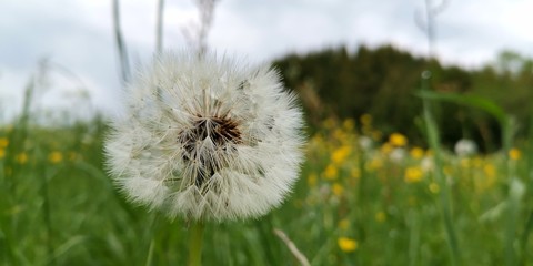dandelion on the meadow
