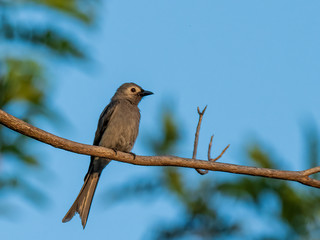 Ashy Drongo (Dicrurus leucophaeus) perched on a branch. The name Ashy comes from the greyish‐ashy color of its feathers. 