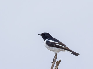 The male Hooded Robin (Melanodryas cucullata) is a medium-large black and white bird with a rather short slender bill and a moderately long tail.