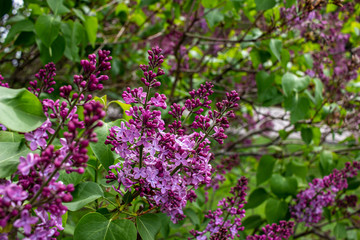 Obraz na płótnie Canvas Vibrant blooms of beautiful and fragrant Persian lilac blossoms (syringa persica), with defocused background