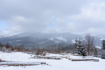 Spruce mountain forest covered by snow.