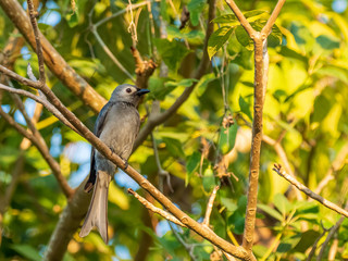 Ashy Drongo (Dicrurus leucophaeus) perched on a branch. The name Ashy comes from the greyish‐ashy color of its feathers. 
