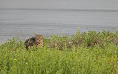 A cat sits in the grass near the road and looking at the camera