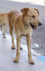 A flock of stray dogs.