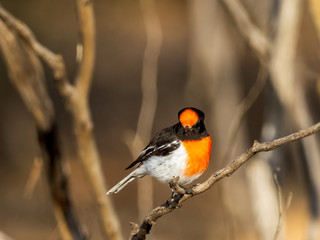 The Red-capped Robin (Petroica goodenovi) is the smallest red robin. The male Red-capped Robin can be distinguished from other red robins by its unique red cap.
