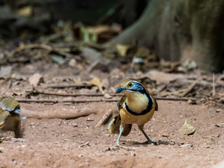 The Greater Necklaced Laughingthrush (Garrulax pectoralis) is a large, long-tailed, thrushlike bird...
