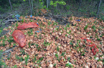Vegetable dealers throw away food after vegetable markets close due to pandemic SARS-CoV-2 or COVID-19 (onion). Kiev ,Ukraine