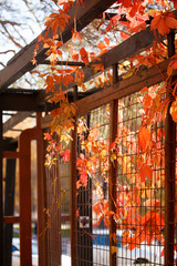 Obraz premium Colorful foliage in the autumn park, Falling red orange leaves sky background, Autumn Trees Leaves in sunlight in vintage color, tranquil, comfy warming seasonal concept