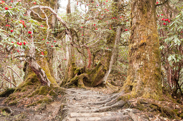 Big tree in rhododendron forest
