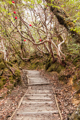 Trekking path way