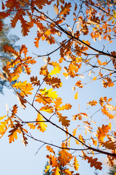 Autumn fall season landscape. Oak tree leaves sky, Falling leaves in sunny lights natural background, banner, flyer, bright warming concept