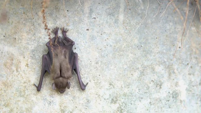 4k uhd Bats close up hanging at the wall