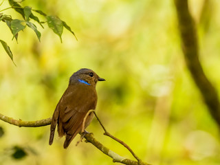 Female Large Niltava (Niltava grandis) perched on a branch. Note it is missing its tail. Dark brown bird with rusty tones in the wings and an iridescent blue patch on its neck.