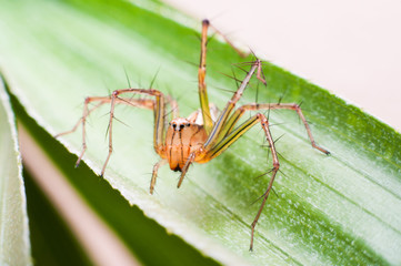 A spider with thorny legs walking on leaves