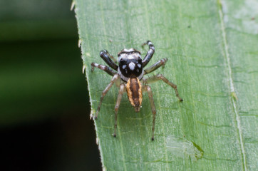 A spider with a black body and the yellow part is walking on the leaves.