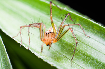 A spider with thorny legs walking on leaves