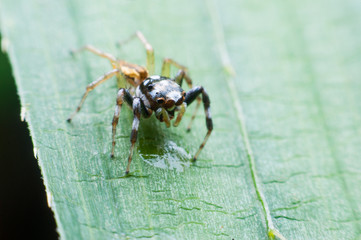 A spider with a black body and the yellow part is walking on the leaves.
