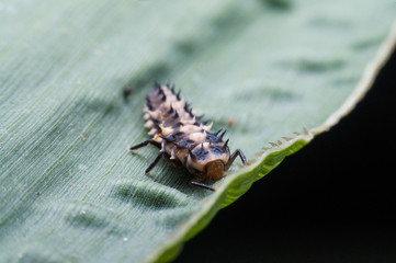 A worm flies walking and eating leaves.