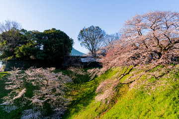 Fototapeta na wymiar 満開のソメイヨシノの桜咲く千鳥ヶ淵