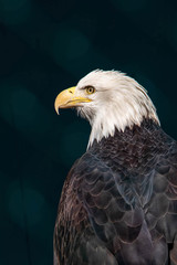 Bald eagle portrait close up from the side