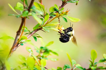 Close up bumblebee pollinating flowers in spring