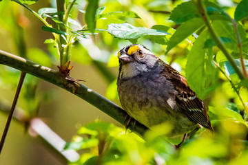 Close up white throated sparrow in the bushes
