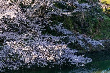 満開のソメイヨシノの桜咲く千鳥ヶ淵