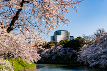 満開のソメイヨシノの桜咲く千鳥ヶ淵
